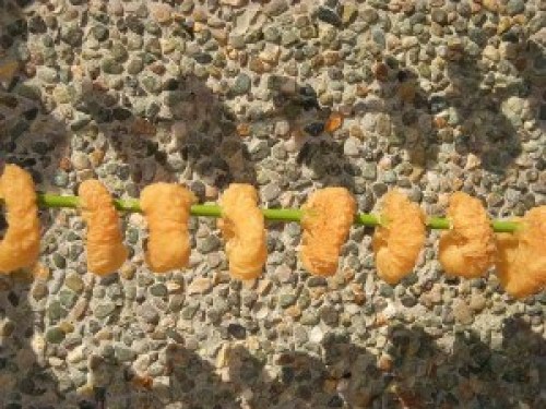 DSCN5370 (300x225).jpg