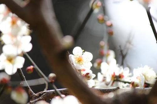 20160213 白梅4.jpg