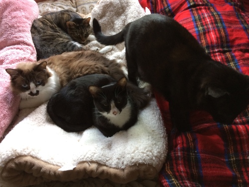 IMG_0348 - コピー.JPG