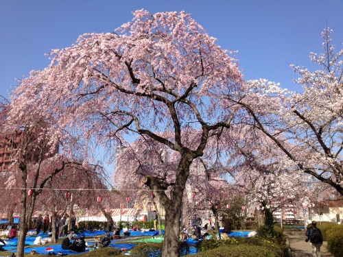 2013年榴ヶ岡公園の桜.jpg