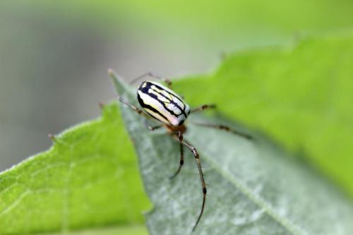 20160507 シロカネグモ 2.jpg