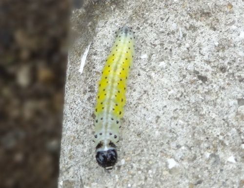 DSC01630 - コピー.jpg