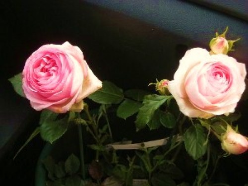 DSCN7309 (300x225).jpg