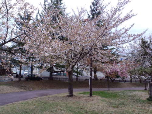 米沢の桜