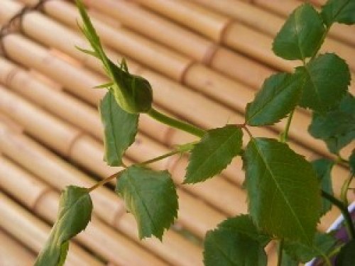 DSCN7146 (300x225).jpg