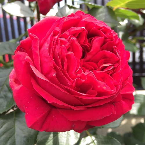 2016-04-26 13.15.26.jpg