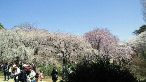 NEC_0736.jpg