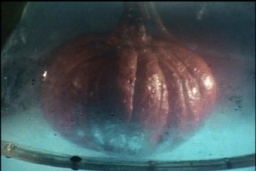 PDVD_001.jpg