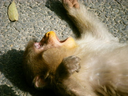 サルのお化粧の正体は (3).JPG