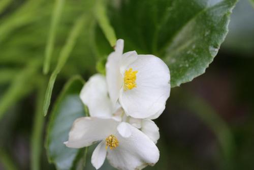 20170604 ベゴニア　白.jpg