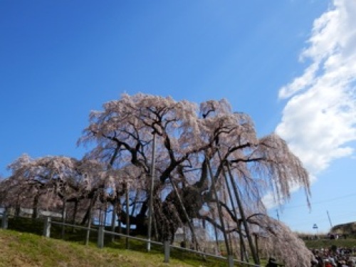 滝桜１.jpg