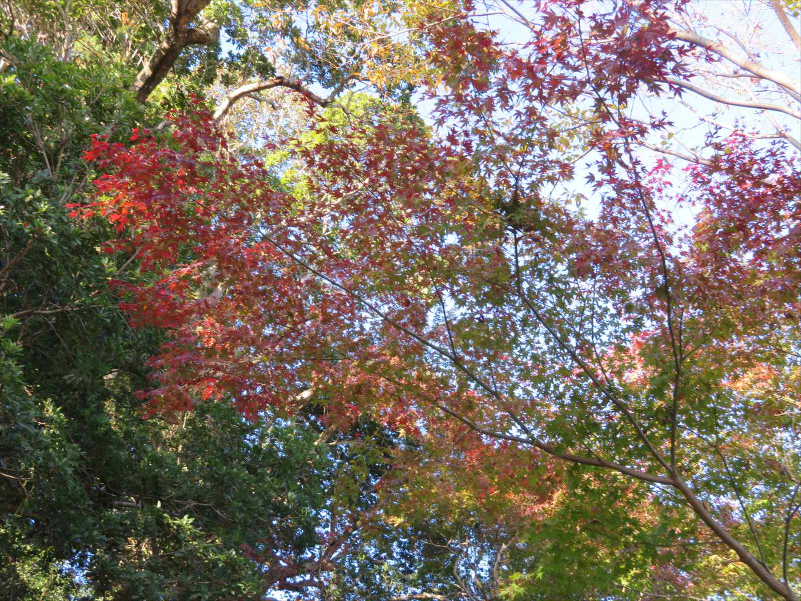 吉田神社の紅葉 11月日 ニンニク父さんのブログ 楽天ブログ