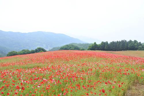 Shirley poppies 2