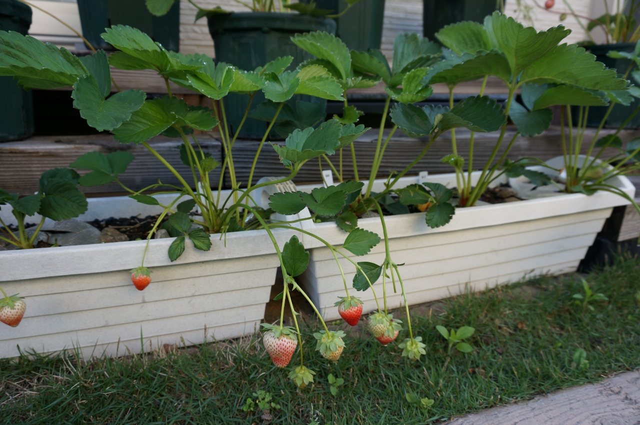 16年度イチゴの栽培結果 ゆずちゃんの庭 楽天ブログ