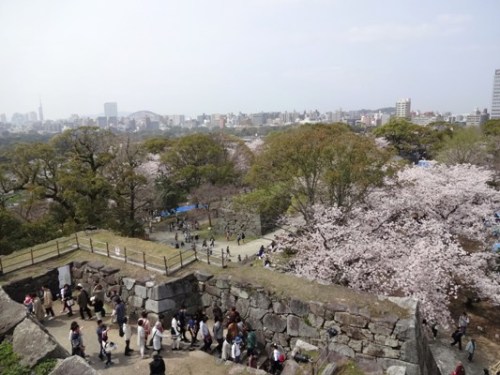 4.2016年 桜 福岡城 (15).JPG