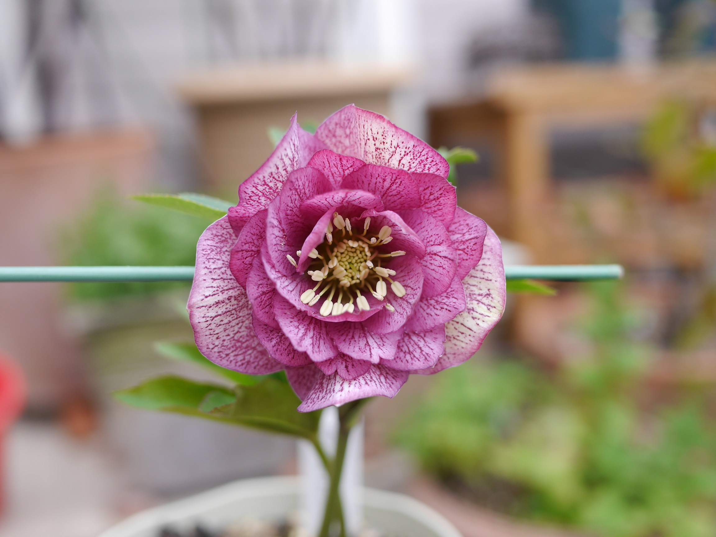 6号苗 開花終わり 18年開花株 ピンクニゲル クリスマスローズ 原種系 マダム