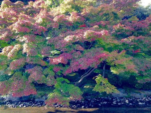 11-21 5.栗林公園・紅葉