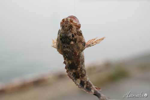 20120603しまなみ02釣.jpg