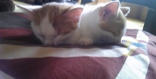 ねこ2
