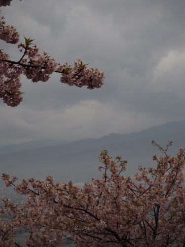 桜と富士.JPG