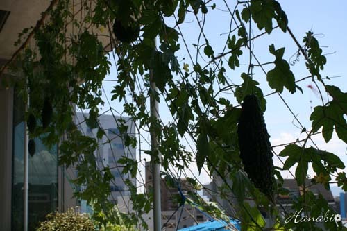 20120819ゴーヤ01.jpg