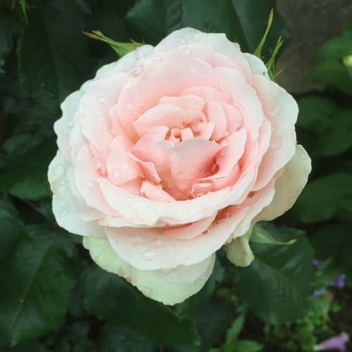 2016-05-06 14.42.01.jpg