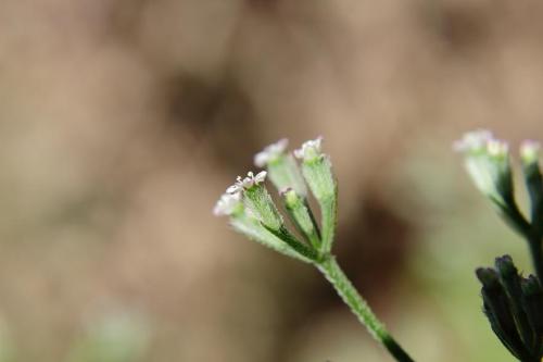 20160504 オヤブジラミ2.jpg