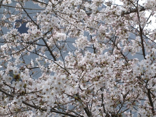 市役所前の桜２.JPG