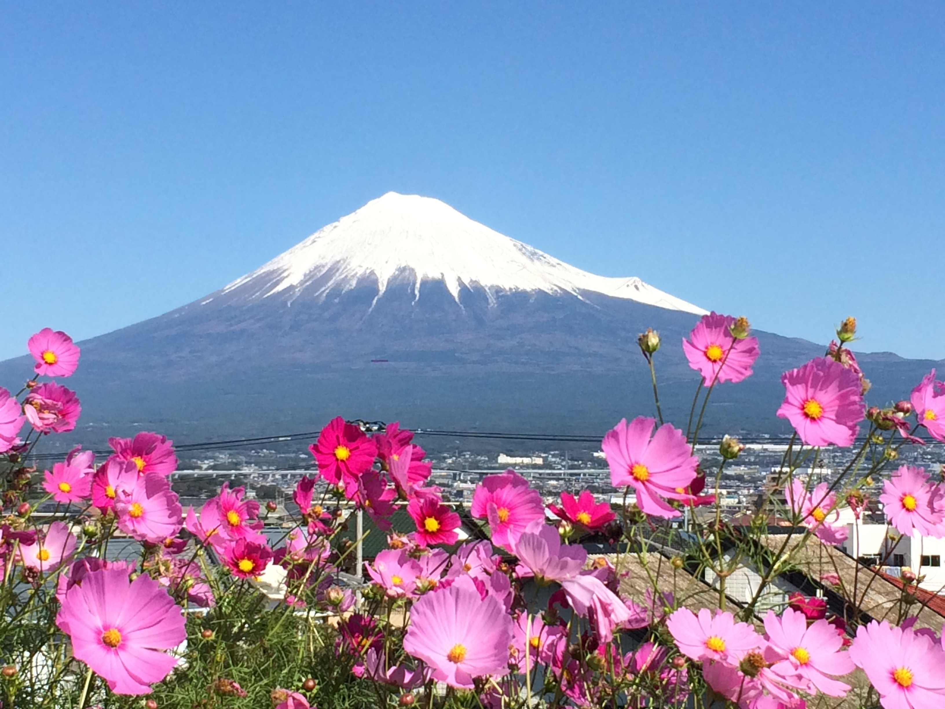富士山とコスモス しら S Cafe 楽天ブログ
