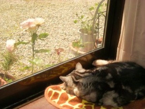 DSCN8469 (300x225).jpg