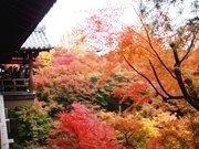 紅葉(V.2012_06_23__07_52_45).jpg