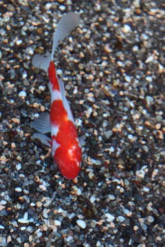 20160403 桜朱文金.jpg