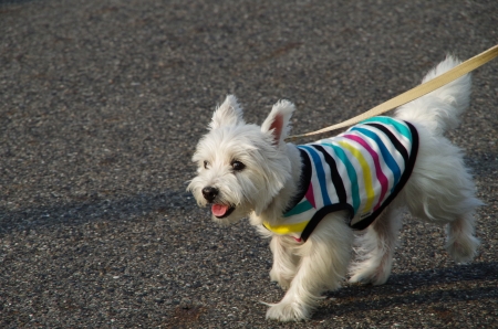 IMGP0965.jpg