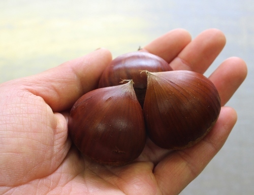 いなべの栗.jpg