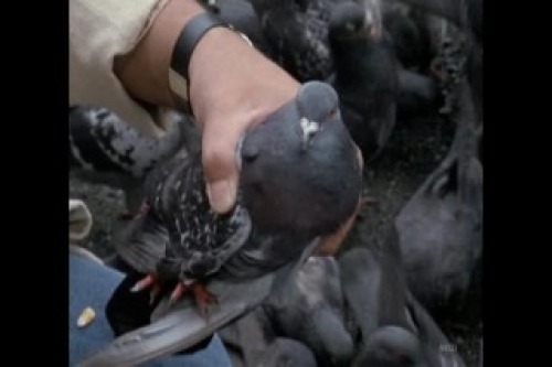 PDVD_002.jpg