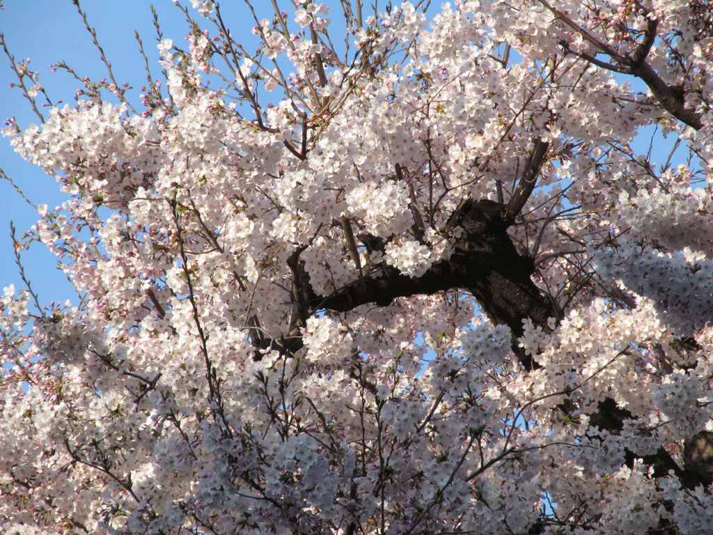Sakura201503.jpg
