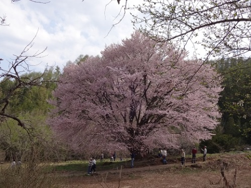 天王桜.jpg