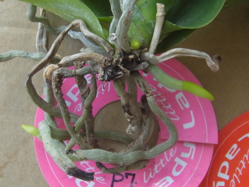 成長が進む植え込み材料なしのミニ胡蝶蘭 Little Lady ユーチャンのブログ