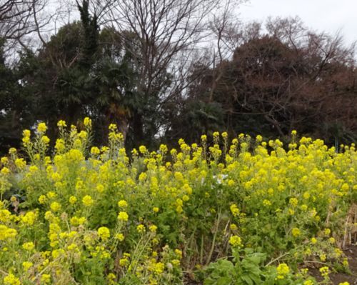 1月の菜の花.jpg