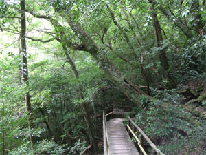 屋久島54.jpg
