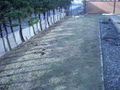 4月21日春の庭画像 006.jpg