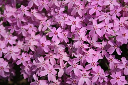 Pink moss phlox blossoms