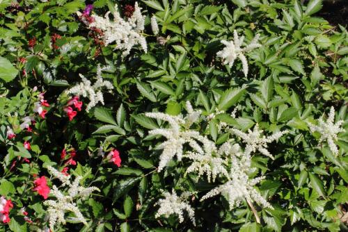 20160521 アスチルベ(白) 2.jpg