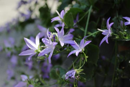 20160514 カンパニュラ・ポシャルスキアーナ.jpg