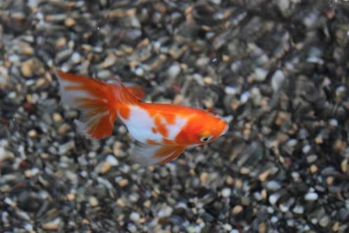 20170514 オーロラ.jpg