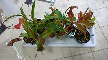 冬のborderbreakでした 僕の食虫植物日記 楽天ブログ