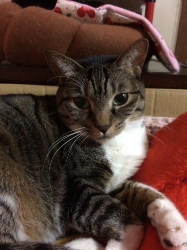 IMG_8330 - コピー.JPG