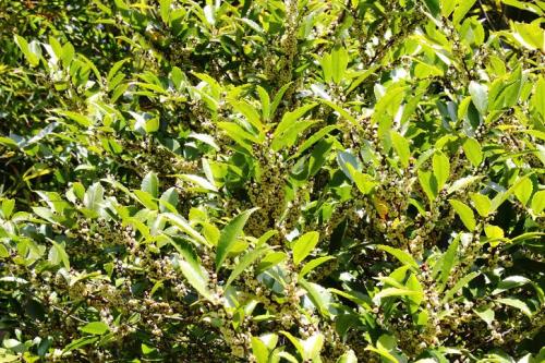 20160326 ビシャコ.jpg