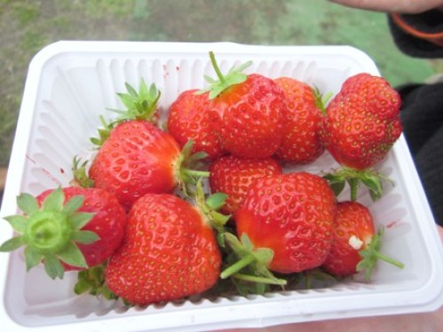 宝交イチゴ.jpg