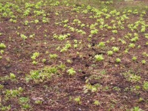 DSCN6318 (300x225).jpg